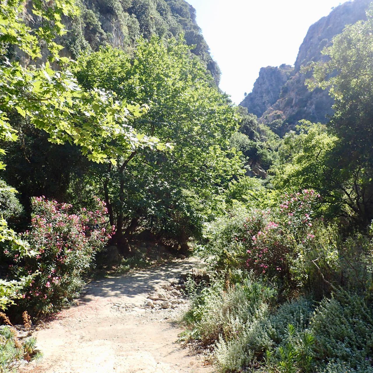 Deliana gorge blomster