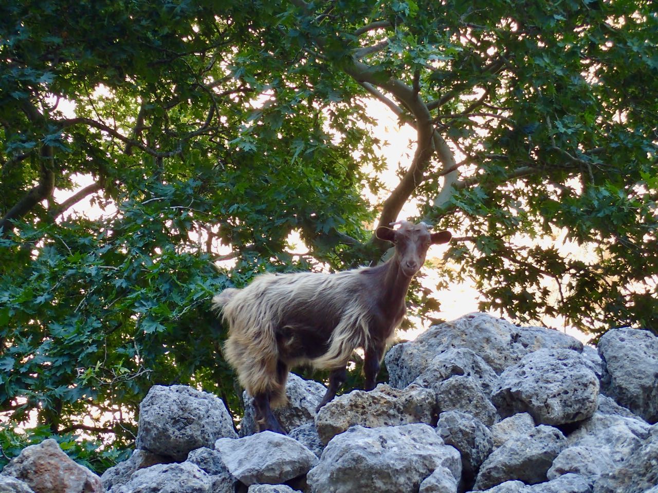 Deliana goats