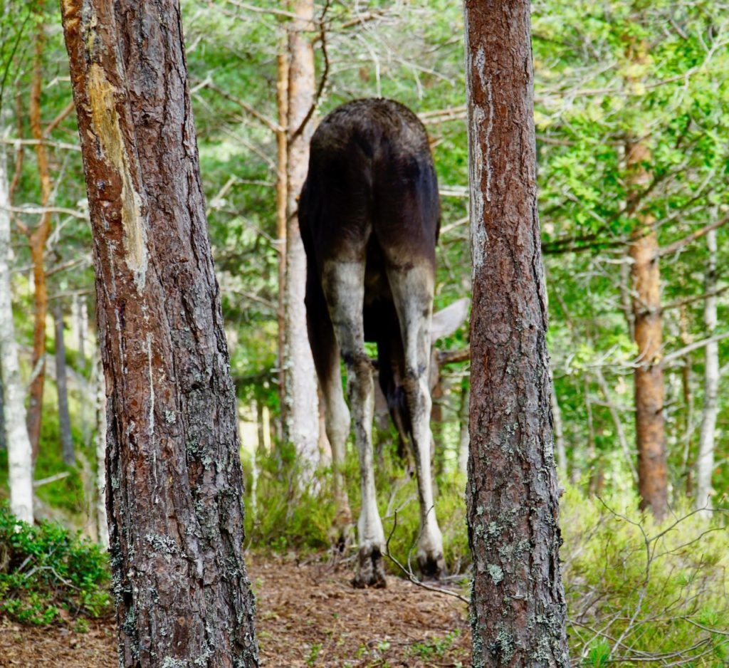 Elgtun woods long legs elk review