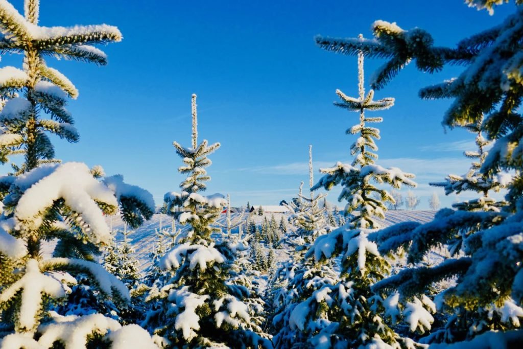 Rollstad Farm christmas tree self cut field