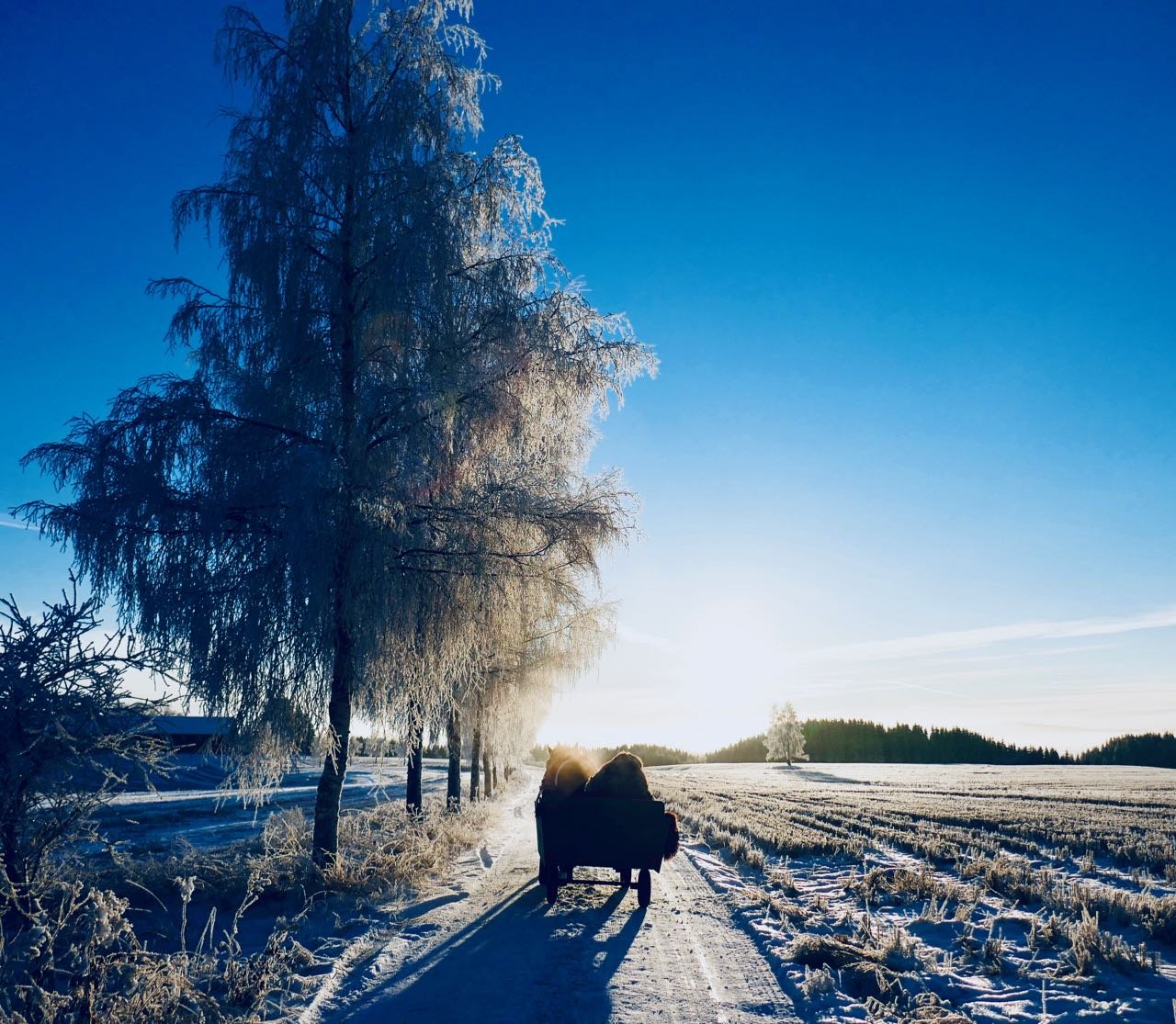 Rollstad farm christmas tree self cut frosty winter norway horse