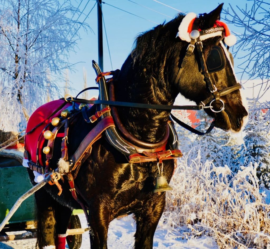 Rollstad farm christmas tree horse ride sleigh bells