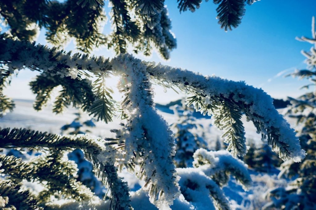 Rollstad Farm christmas tree self cut field sunshine