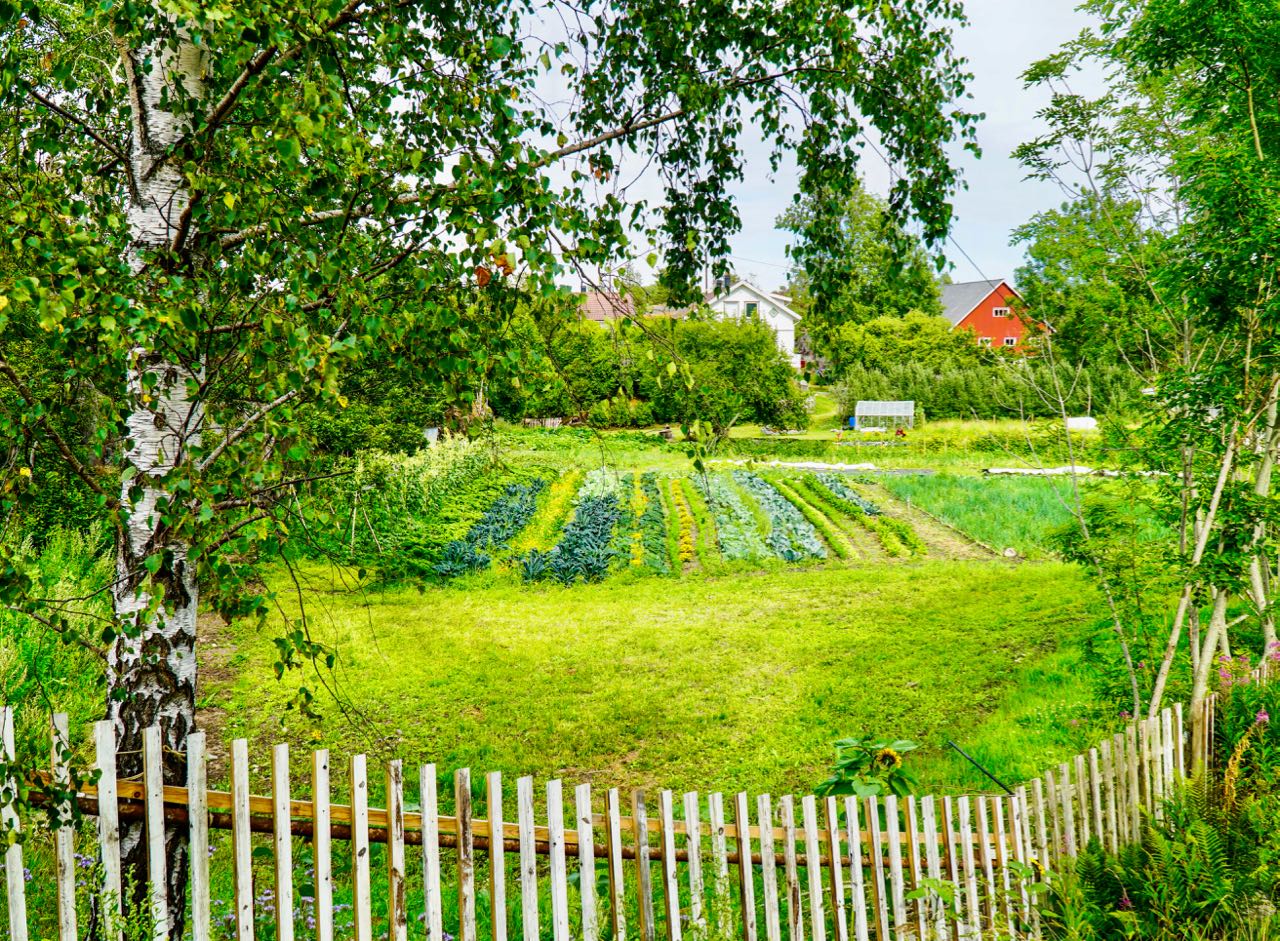 Road trip Norway Portør vegetable garden