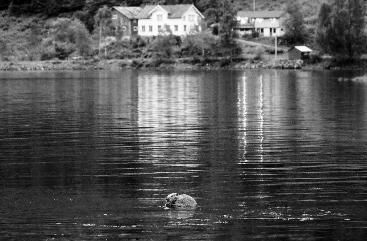 Road trip Norway Dalen Bufjordstigen beaver