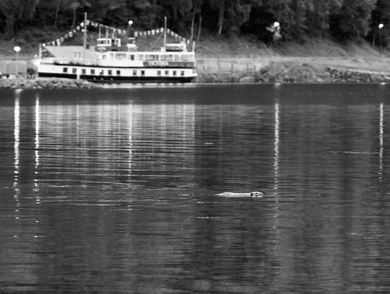 Road trip Norway Dalen Bufjordstigen beaver