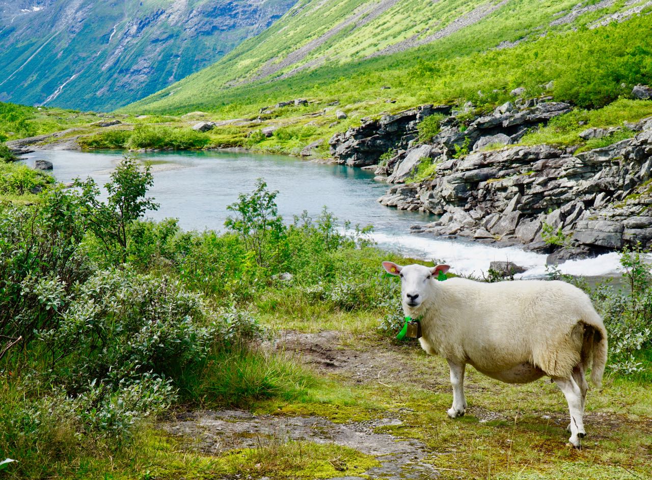 Road trip Norway mountain road Valldal to Isterdalen sheep