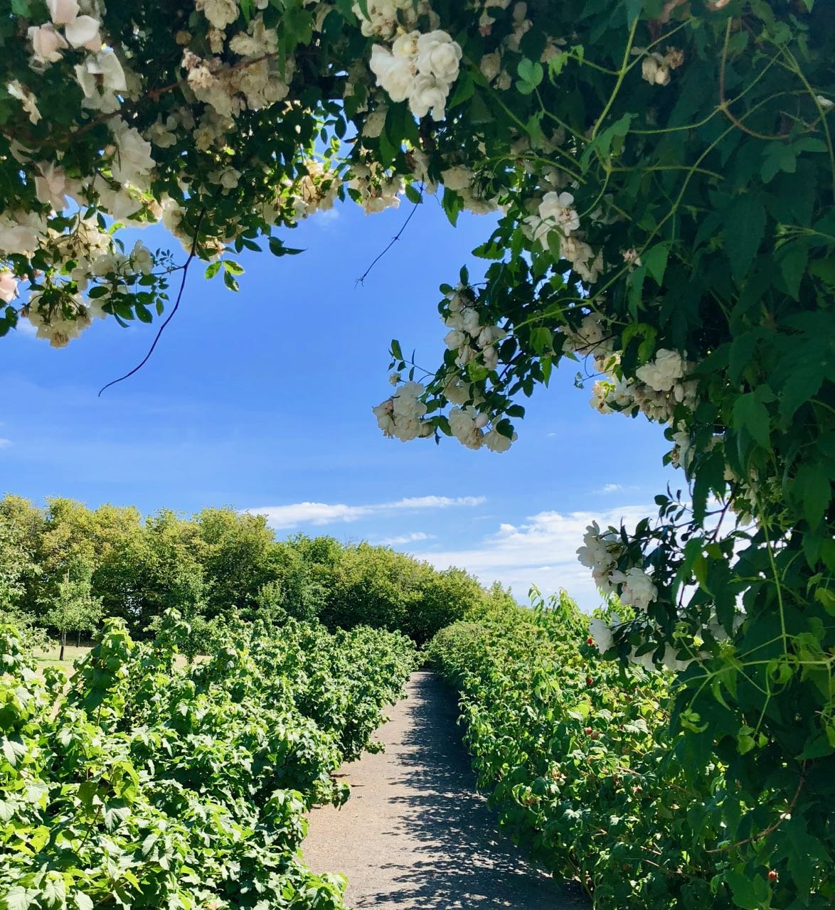 Helgøya Hovelsrud farm historic garden blooming white flowers review