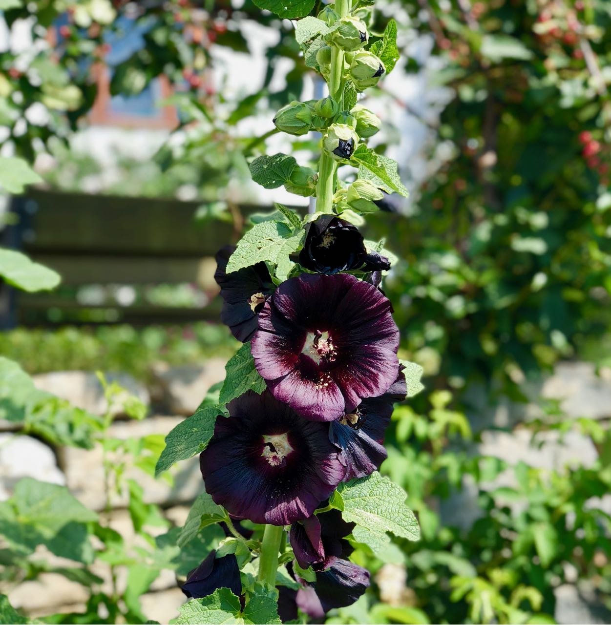 Helgøya Hovelsrud farm historic garden blooming purple flowers review