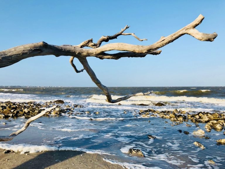 Guide Biking and Alligator Spotting on Jekyll Island