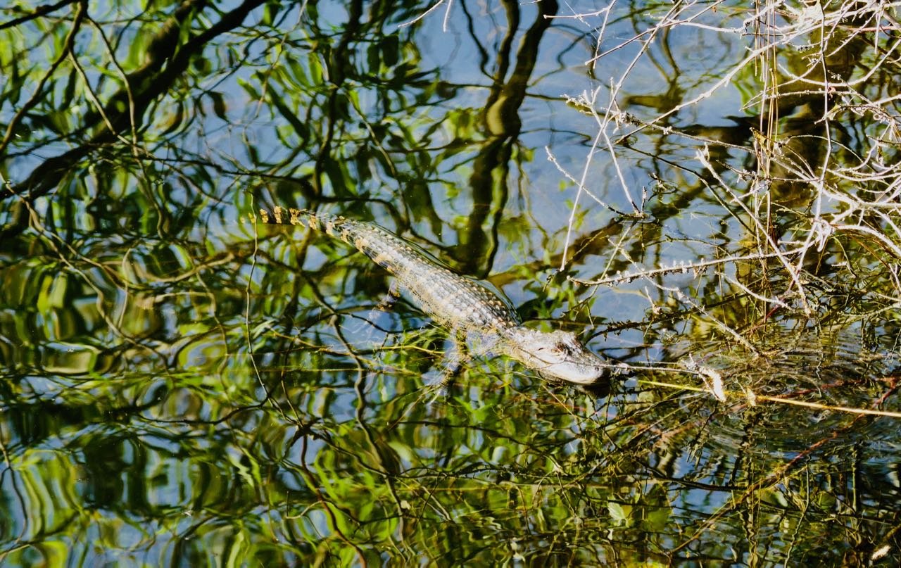 Jekyll island Horton pond sykkel tur baby alligator