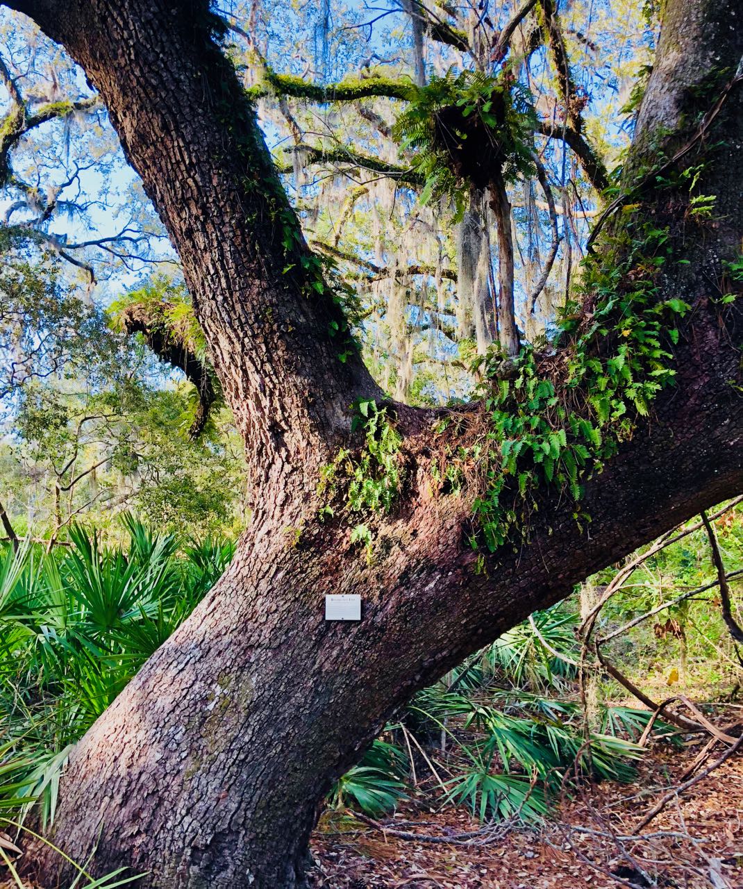 Jekyll island Tupelo trail tree path bike trip