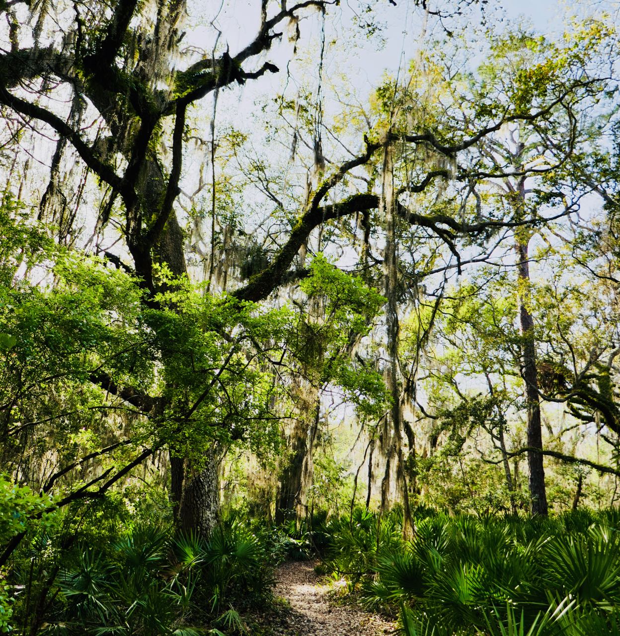 Jekyll island Tupelo trail sti sykkel tur