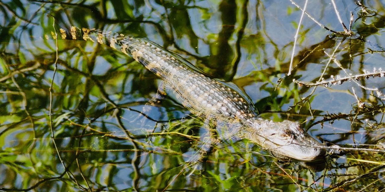 Guide Biking and Alligator Spotting on Jekyll Island