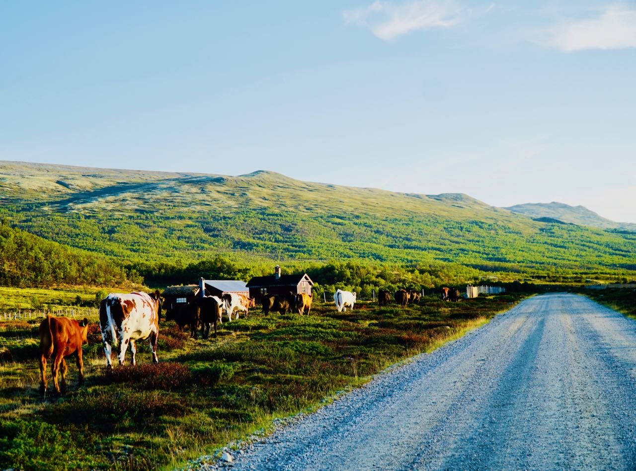 Tour de Dovre Grimdalen Cows review