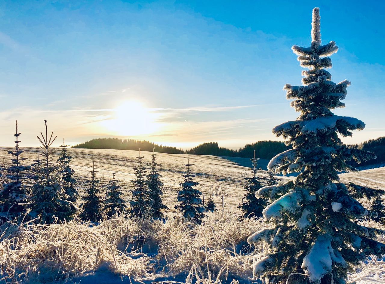 Rollstad Gård juletre selvhogst jorde