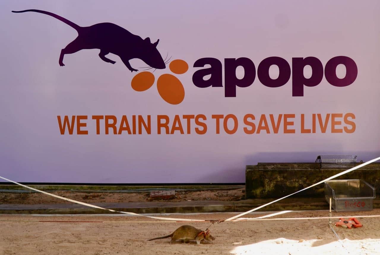 APOPO Visitor Center HeroRats review