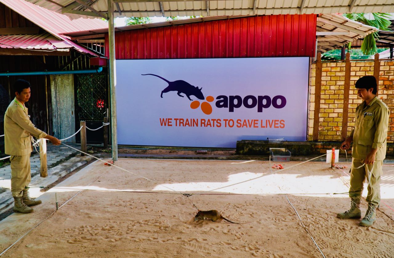 APOPO Visitor Center HeroRats demonstrasjon omtale