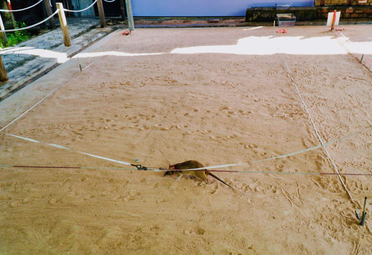 APOPO Visitor Center HeroRATs demonstration review