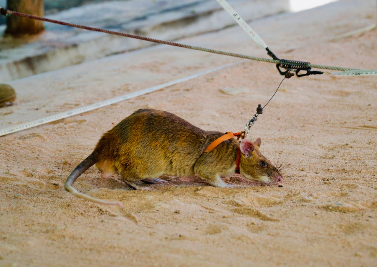 APOPO Visitor Center HeroRats demonstrasjon omtale