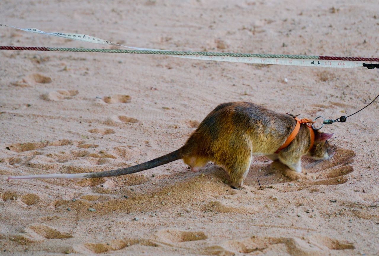 APOPO Visitor Center HeroRats demonstrasjon omtale