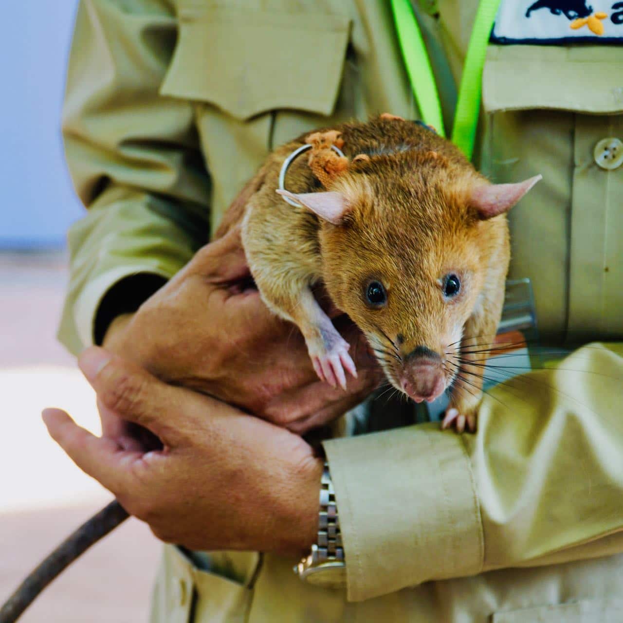 With Norwegian Eyes høydepunkter reiseåret 2018 Apopo Herorats