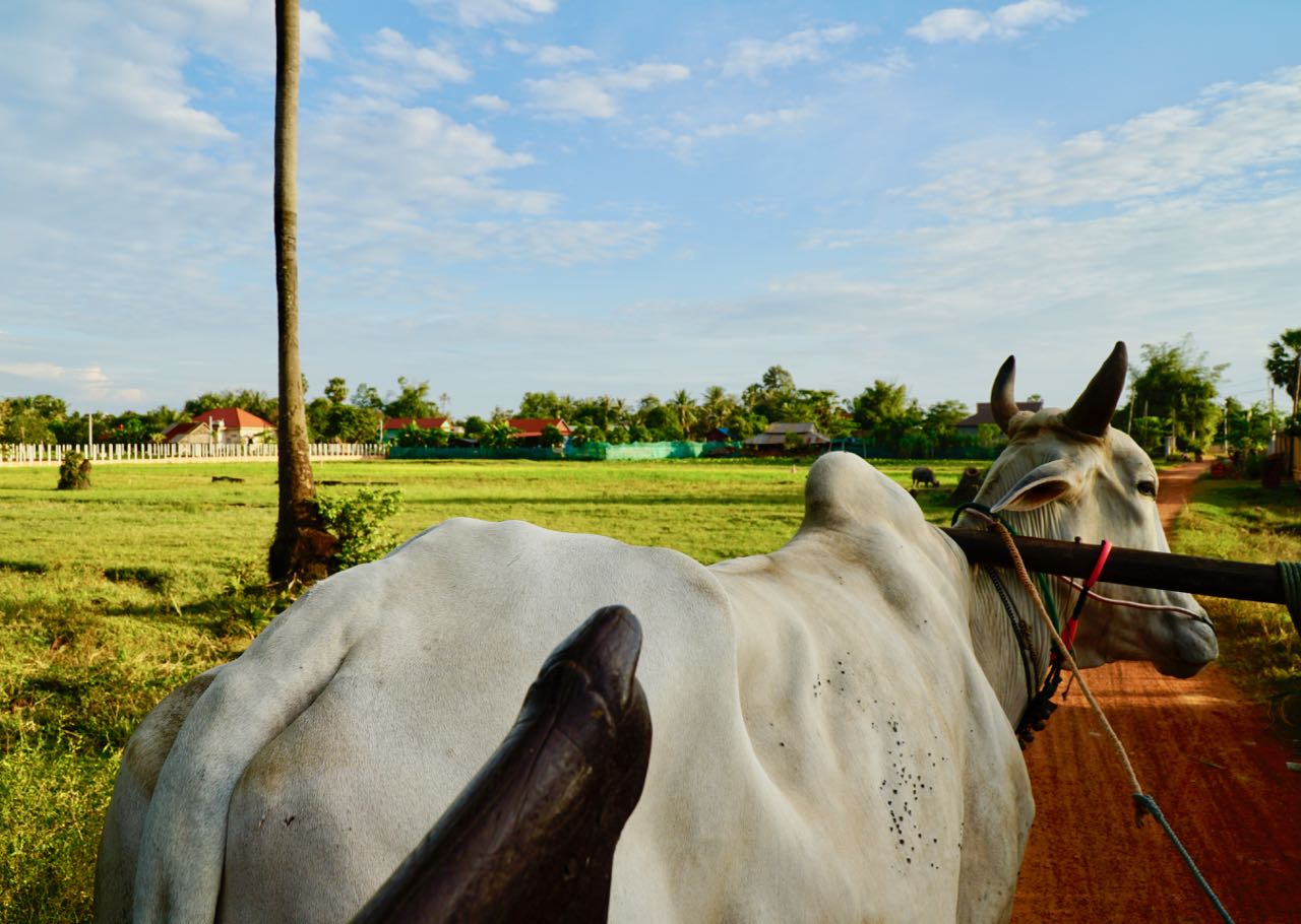 With Norwegian Eyes Travel Highlights 2018 Siem Reap Ox Cart Ride