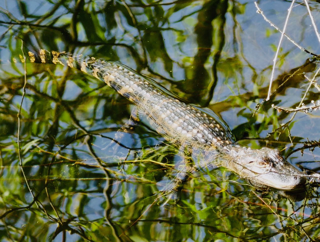 Høydepunkter fra reiseåret 2018 Jekyll Island