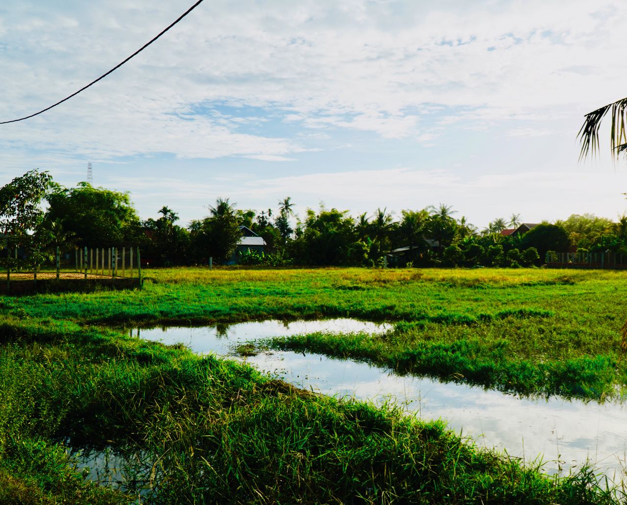 An Unforgettable Ox Cart Adventure Siem Reap Cambodia ricefields review