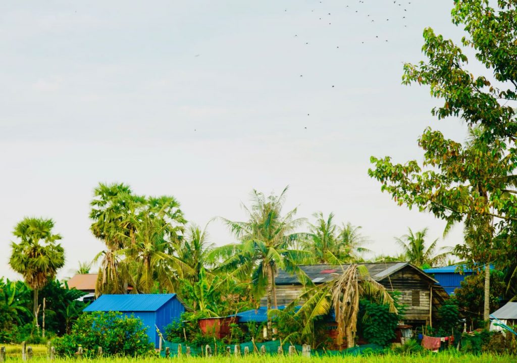 An Unforgettable Ox Cart Adventure Siem Reap village life review Cambodia