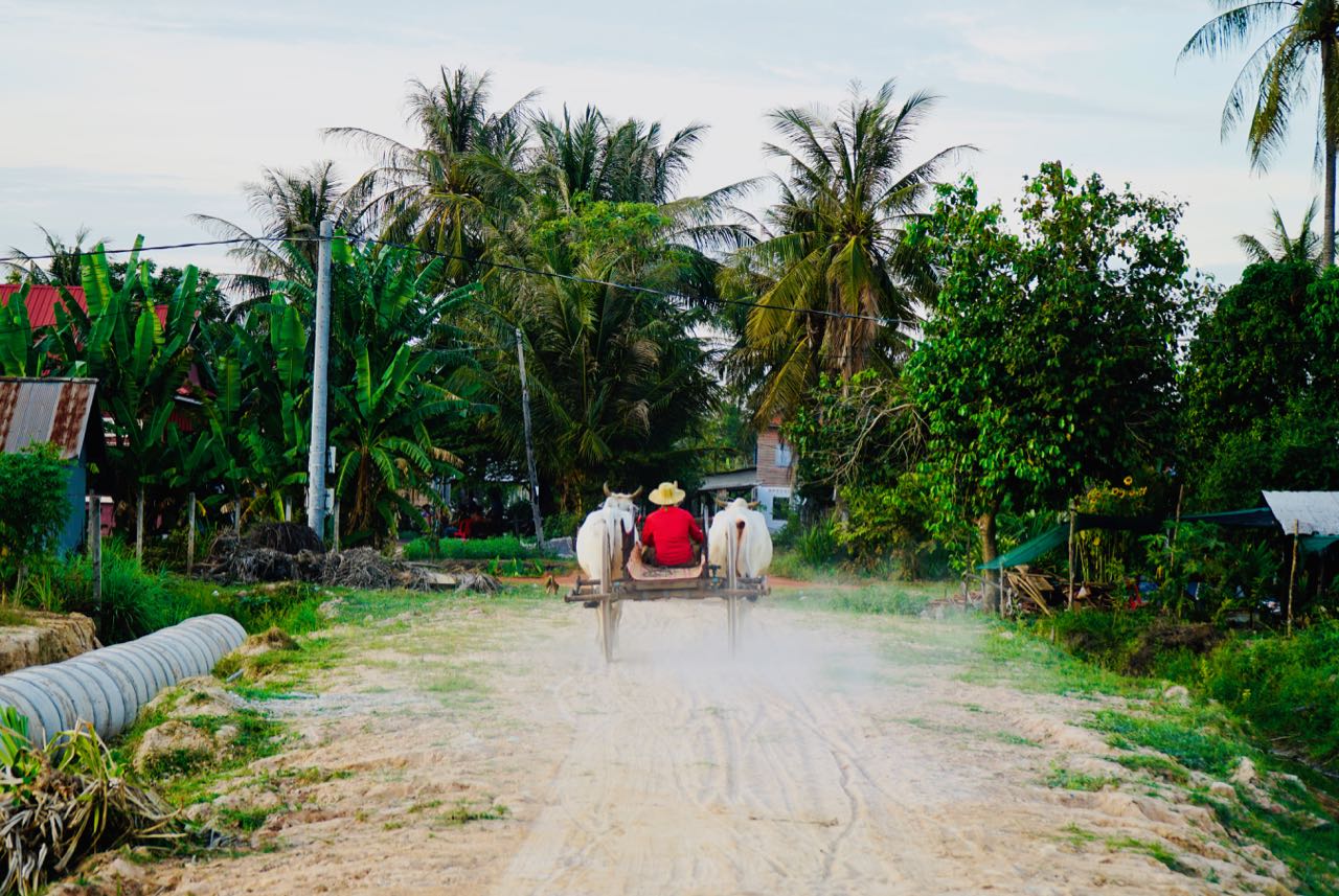 Oksekjerretur Siem Reap Kambodsja anmeldelse