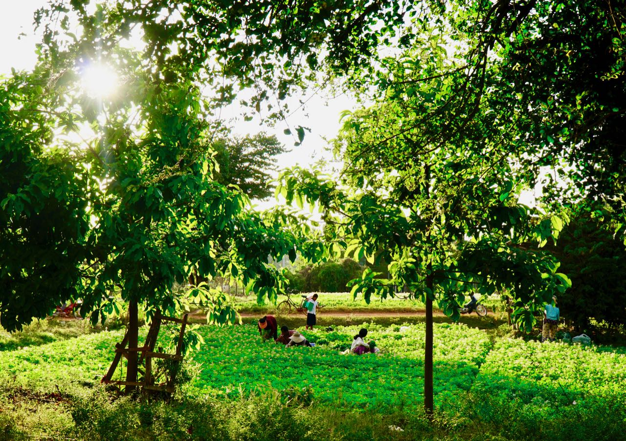 Oksekjerretur Siem Reap Kambodsja landsby anmeldelse