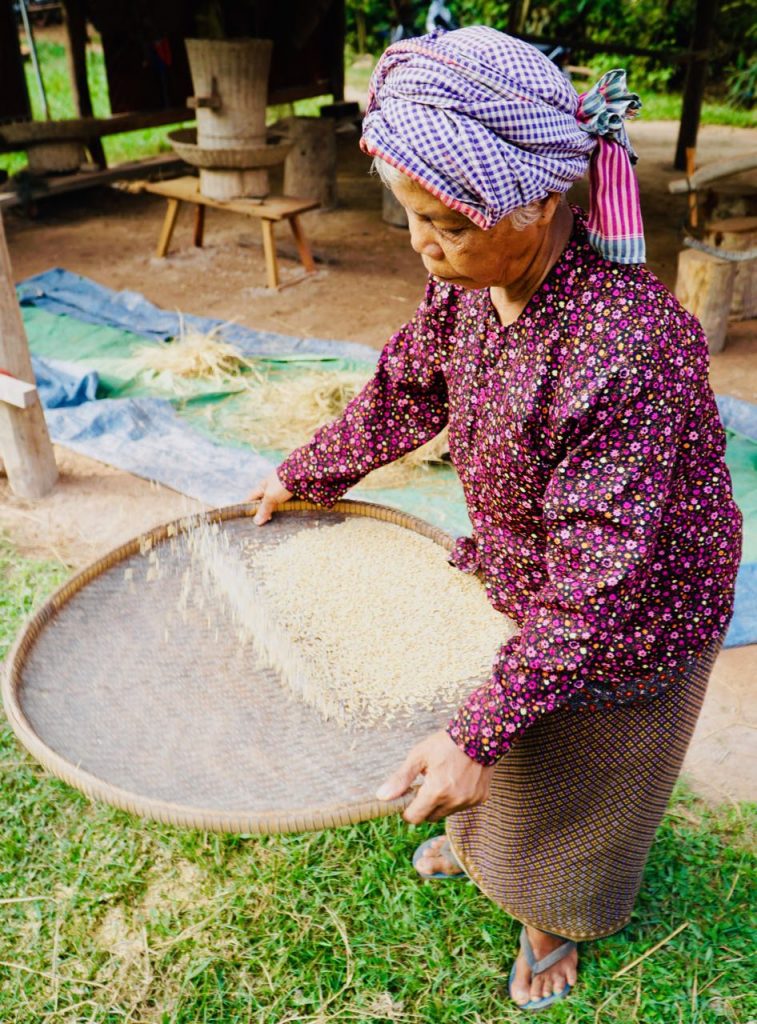 An Unforgettable Ox Cart Adventure Siem Reap rice making Cambodia