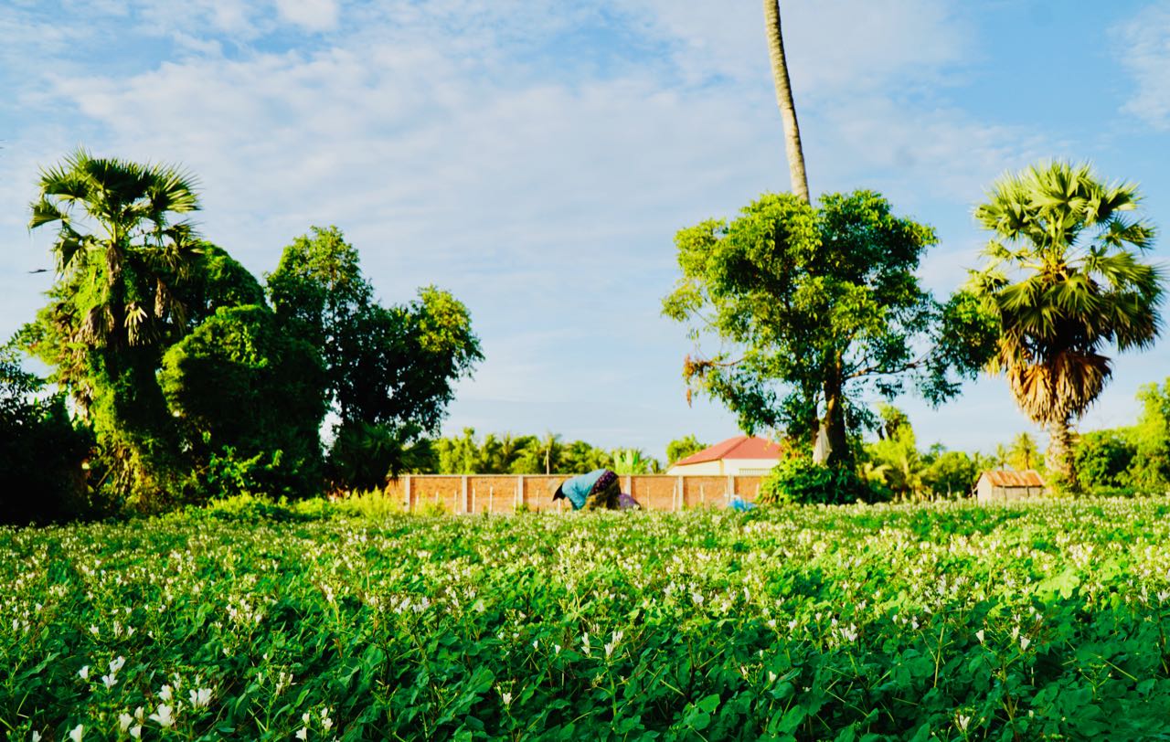 Oksekjerretur Siem Reap Kambodsja landsby anmeldelse