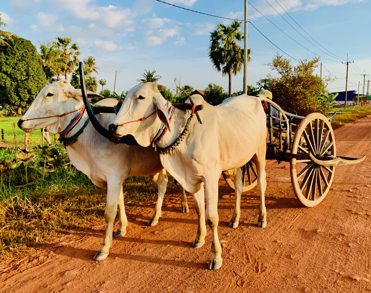 Ox Cart Days 2025 - Jandy Mariska