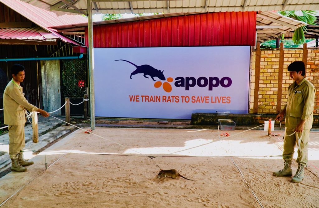 Apopo Visitor Centre Hjelpe lokalsamfunnet i Siem Reap i Kambodsja