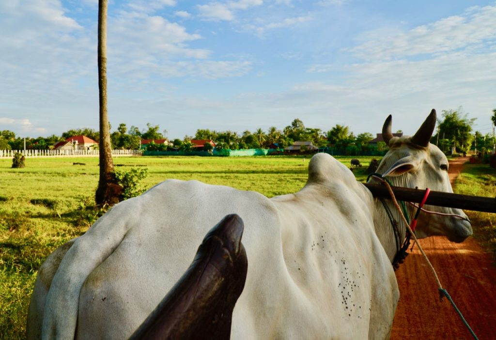 Ox Cart Adventure Tours Contributing to local communities in Siem Reap