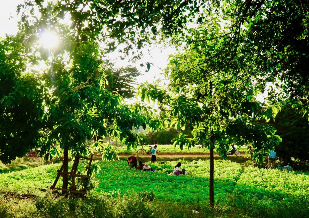 Oksekjerre tur Hjelpe lokalsamfunnet i Siem Reap i Kambodsja