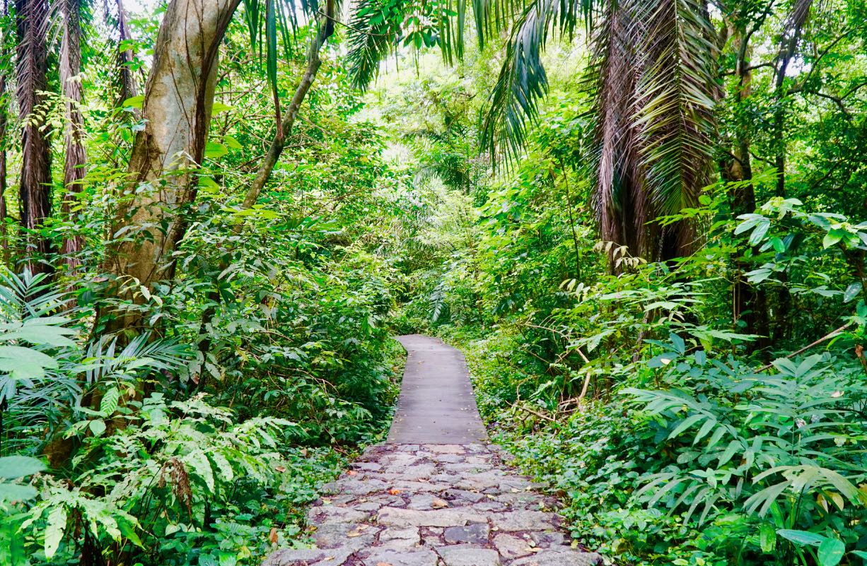 Tips Jungle Walking in Singapore MacRitchie Reservoir Windsor Nature Park