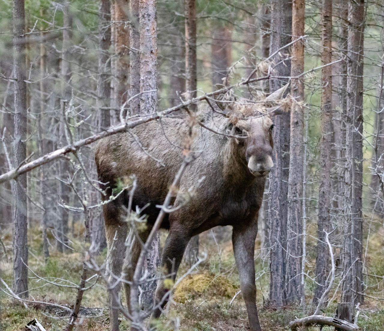 Elk safari on ebikes in Dovre