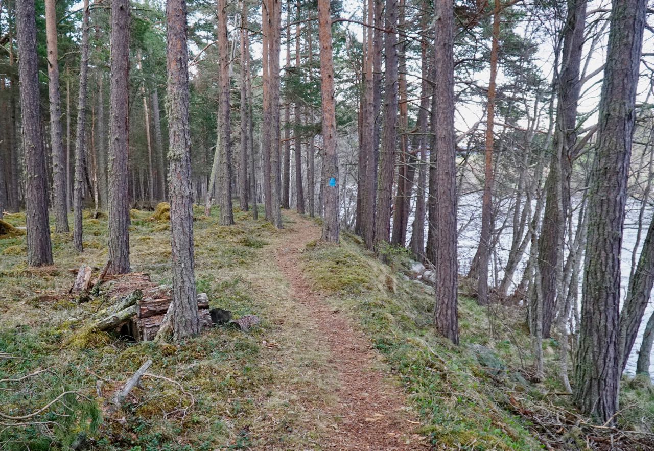 Trail along the river. Elk safari on ebikes in Dovre