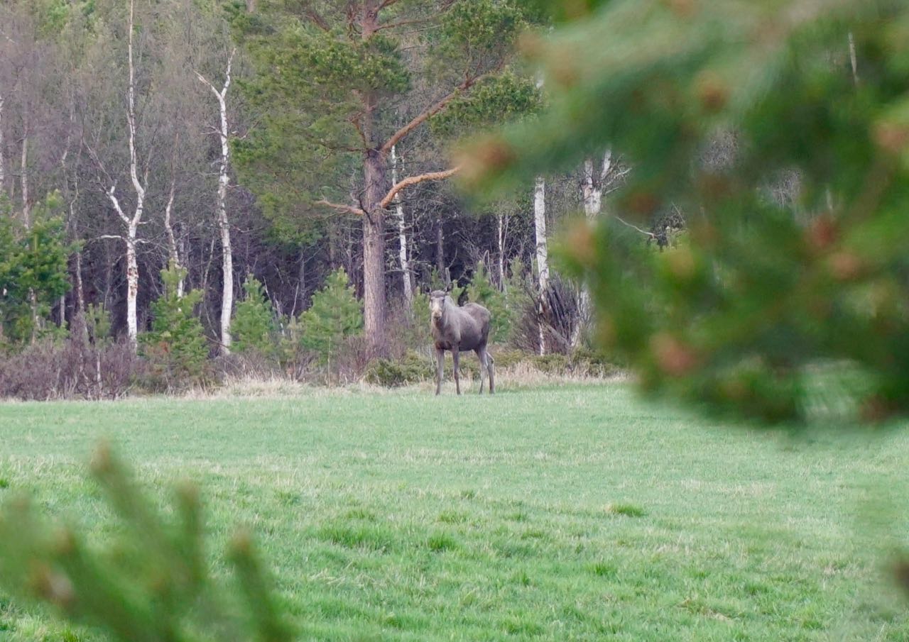 Kveldens første elg. Elsafari på elsykler Dovre