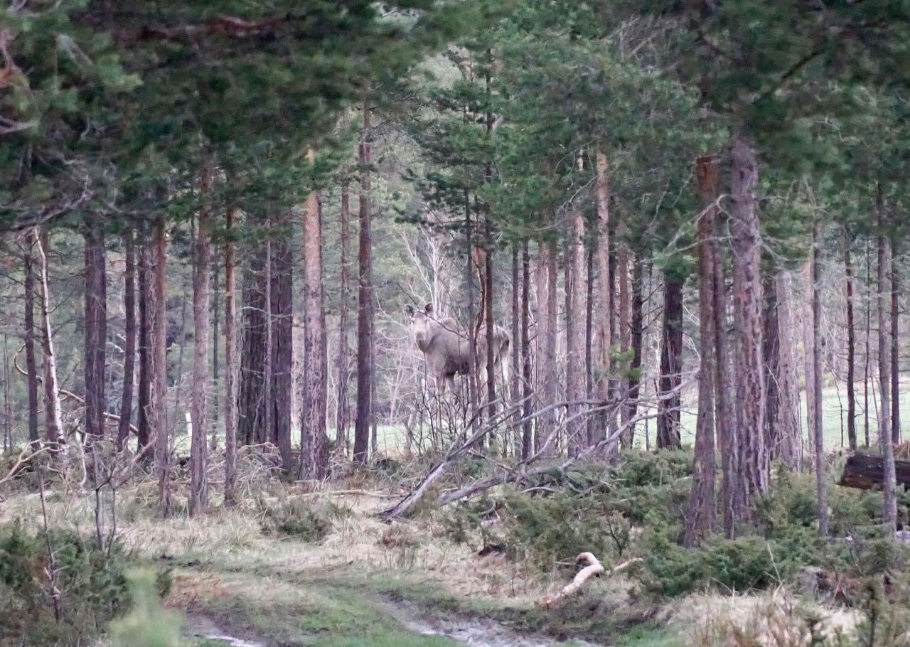 The elk is watching us closely. Elk safari on ebikes in Dovre