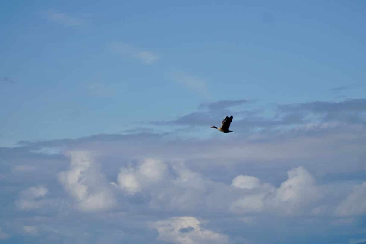 Bird life on Vega island