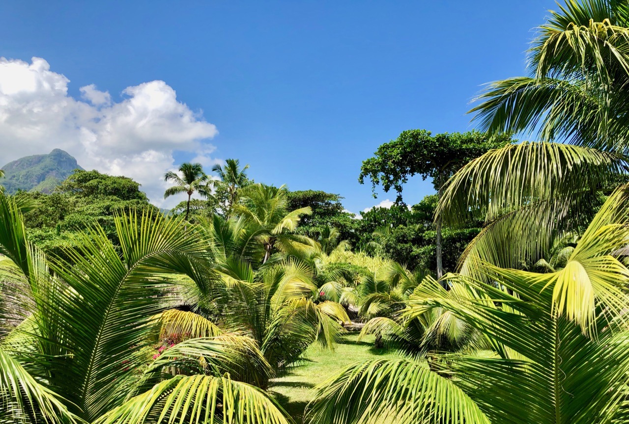 Jungle view from Balcony at Constance Ephelia Reiseguide med Tips og praktisk informasjon om Seychelles