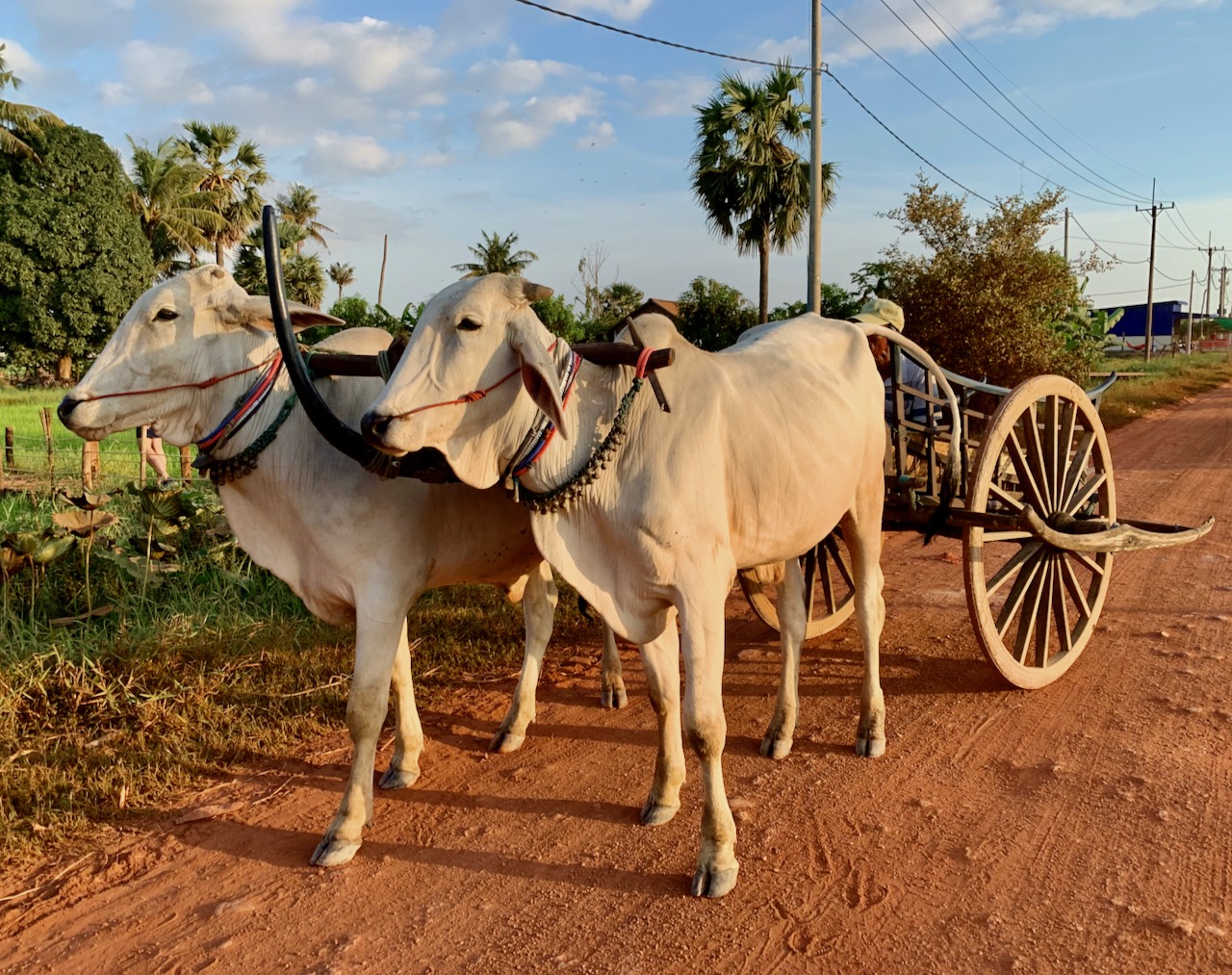 Ox Cart Adventure Siem Reap Sustainable Tourism