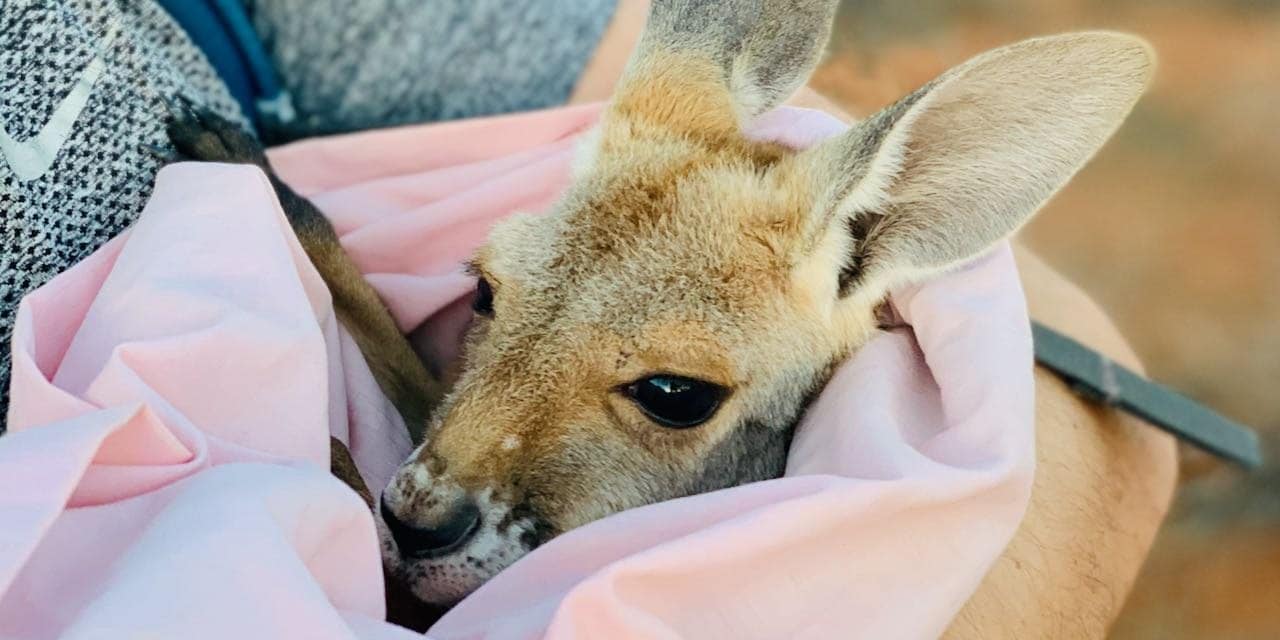 Kangaroo Rescue A Captivating Sunset Tour at The Kangaroo Sanctuary