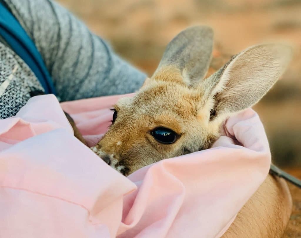 Kangaroo Rescue A Captivating Sunset Tour at The Kangaroo Sanctuary