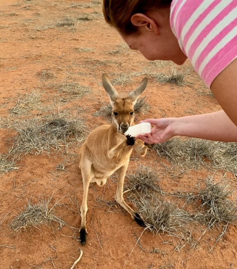 Kangaroo Rescue A Captivating Sunset Tour at The Kangaroo Sanctuary