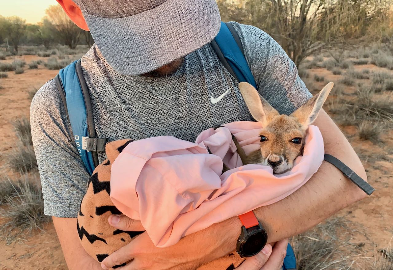 Kangaroo Sanctuary Sunset Tour holder kenguru baby